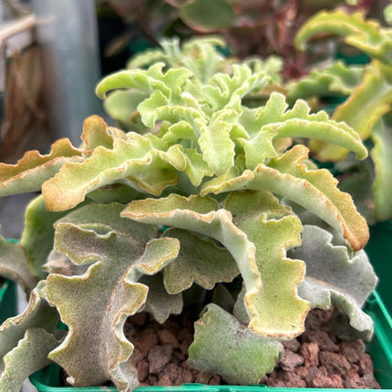 Kalanchoe ‘Maltese Cross’
