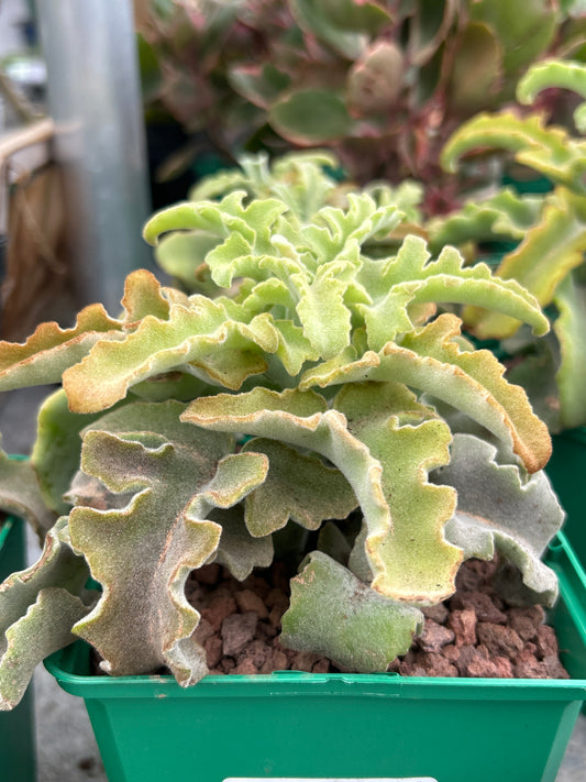 Kalanchoe maltese cross