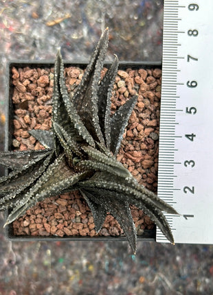 Haworthiopsis 'Onigawara'