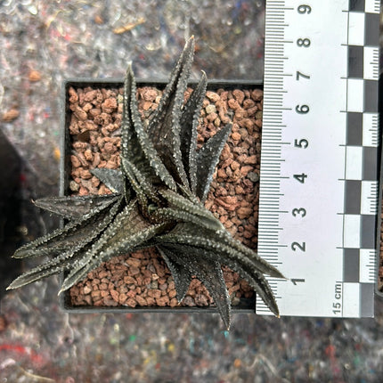 Haworthiopsis 'Onigawara'