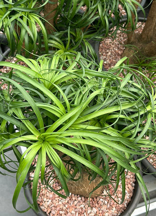 Beaucarnea recurvata “Pata de Elefante”