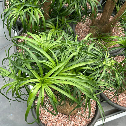 Beaucarnea recurvata “Pata de Elefante”