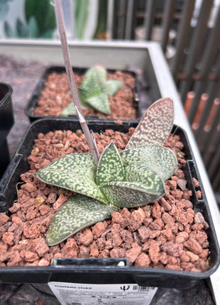 Gasteria vlokii