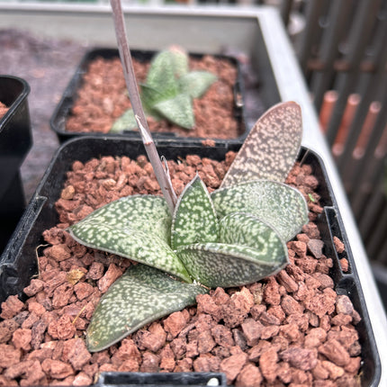 Gasteria vlokii