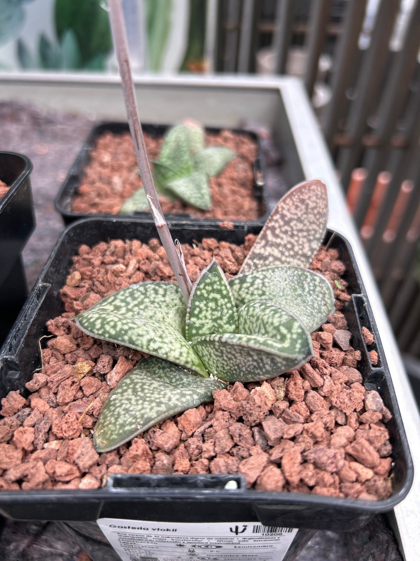 Gasteria vlokii