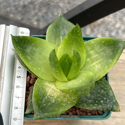 Haworthia 'Planifolia'