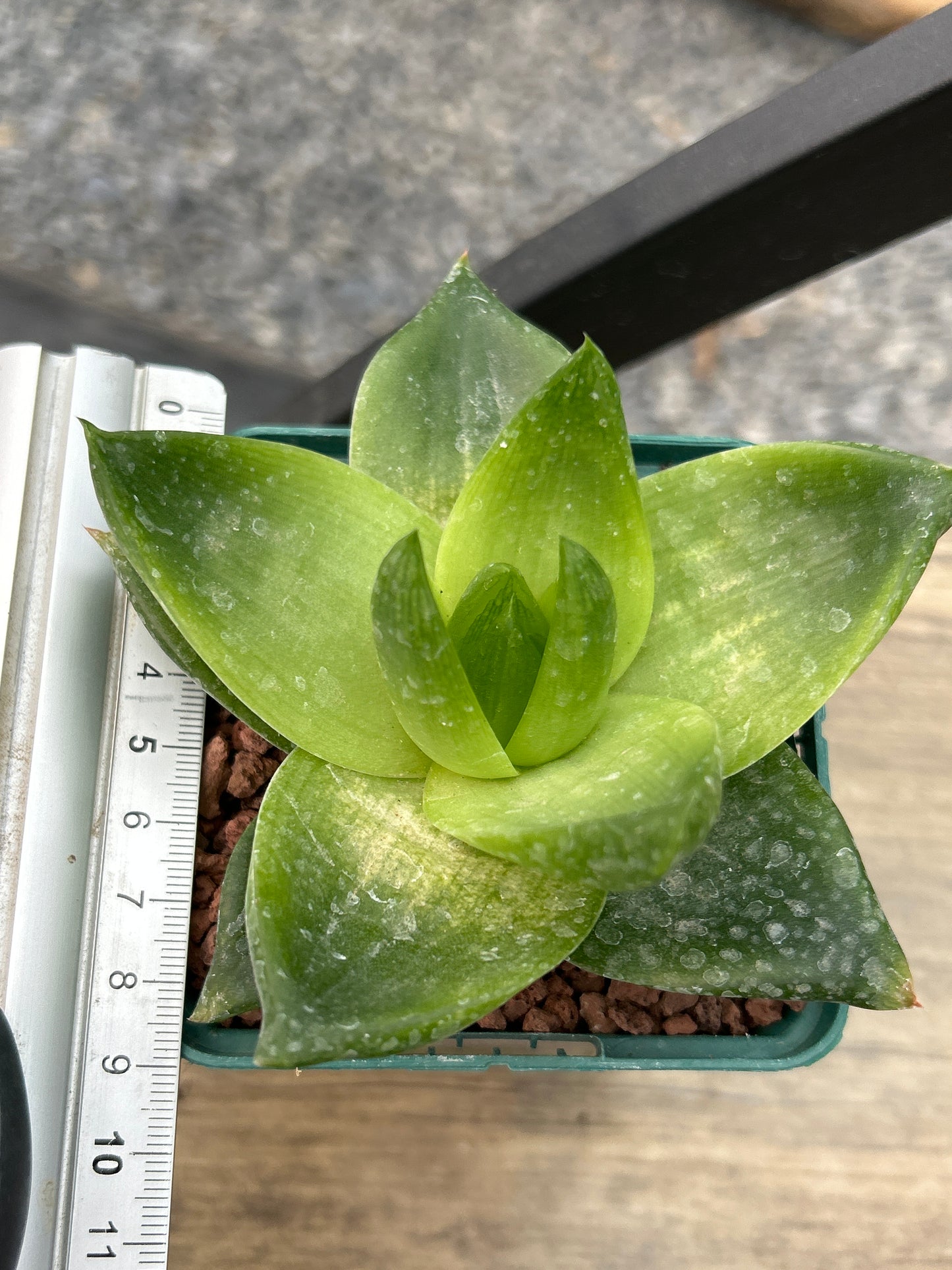 Haworthia 'Planifolia'