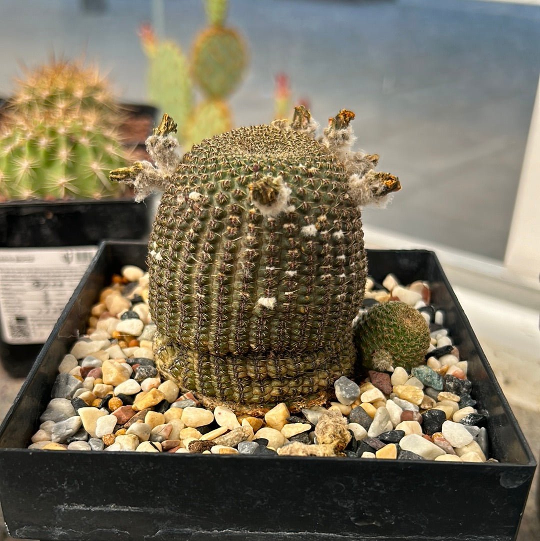 Echinocereus reichenbachi