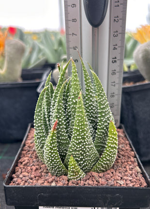 Tulista minimum var. poellnitziana