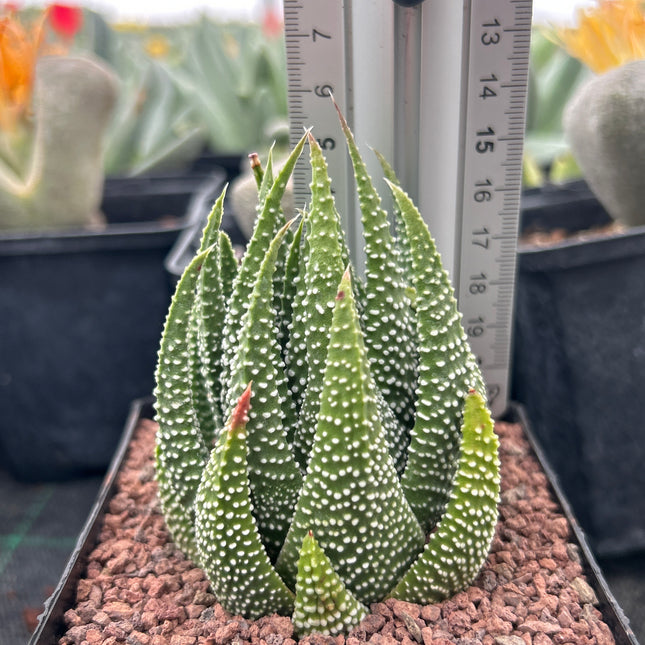 Tulista minimum var. poellnitziana