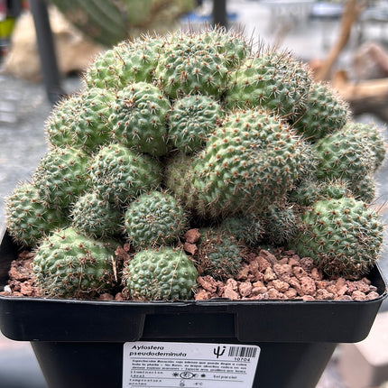 Aylostera pseudodeminuta