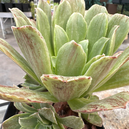 Aeonium ‘Orión’