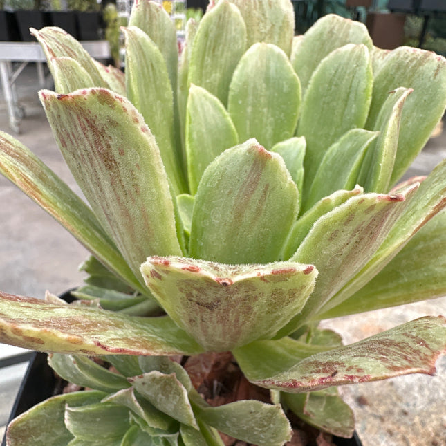 Aeonium ‘Orión’