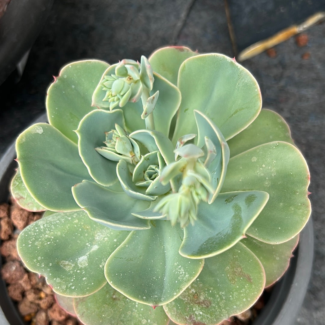 Echeveria secunda