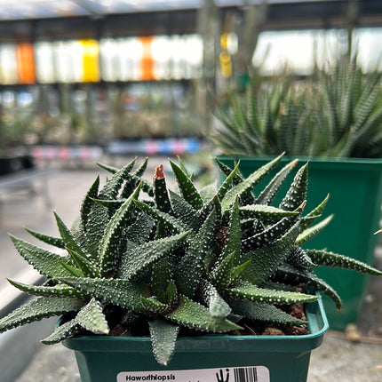 Haworthiopsis attenuata 'Concolor'