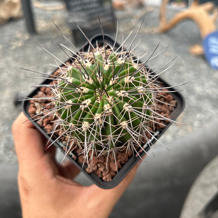 Acanthocalycium spiniflorum