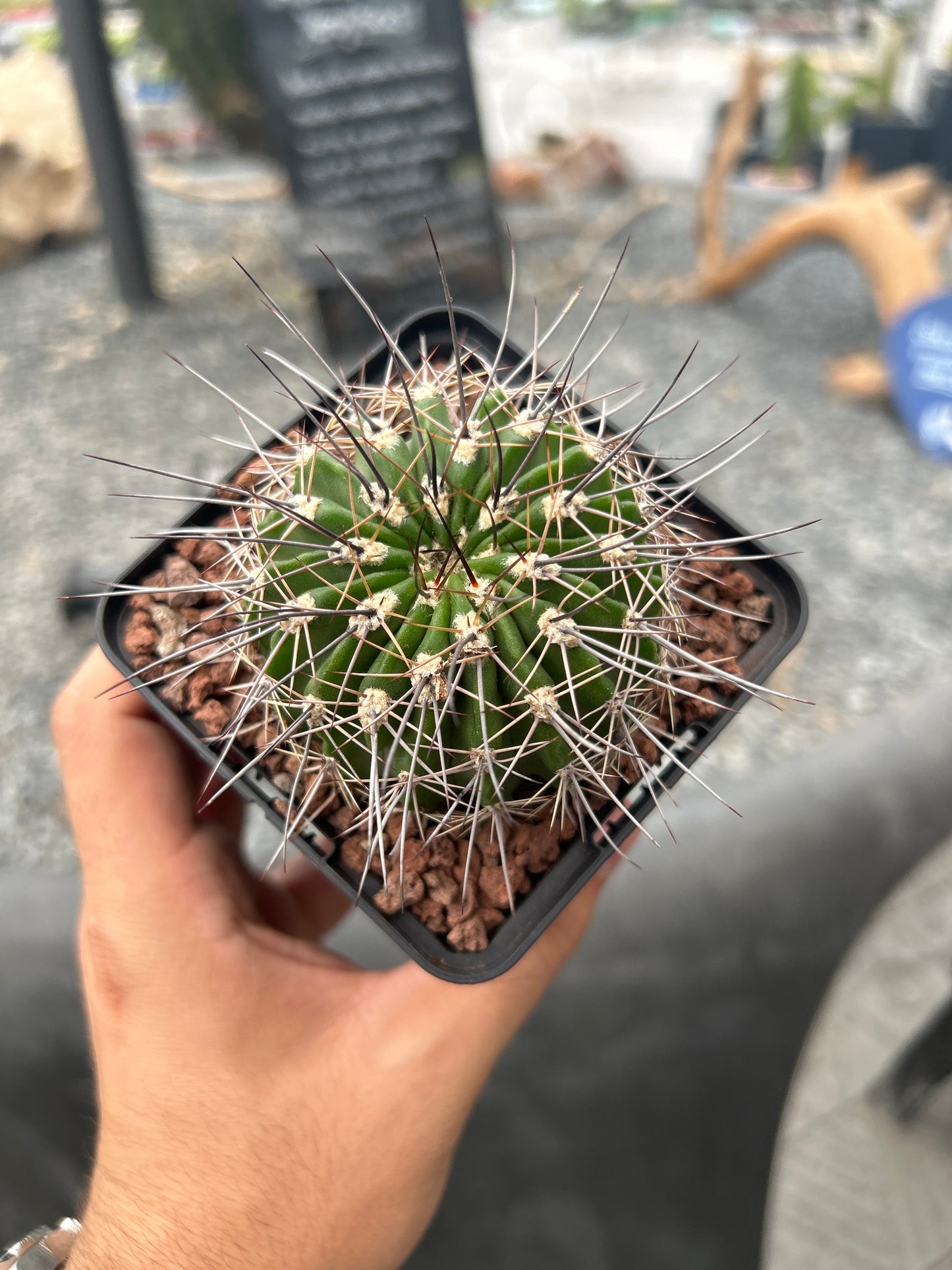 Acanthocalycium spiniflorum