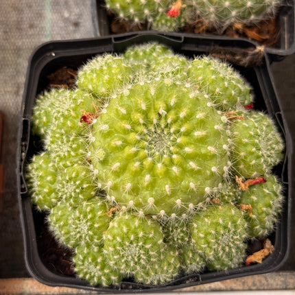 Rebutia padcayensis