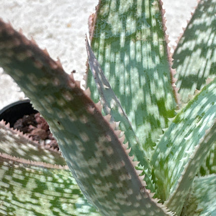 Aloe rauhii | Aloe copo de nieve | Aloe 'Snowflake’