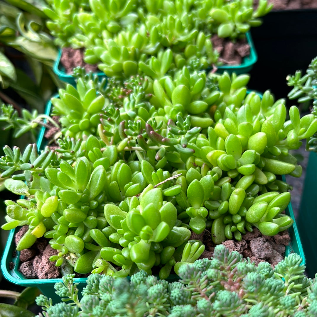 Sedum rubrotinctum