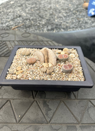 Zusammensetzung von Lithops