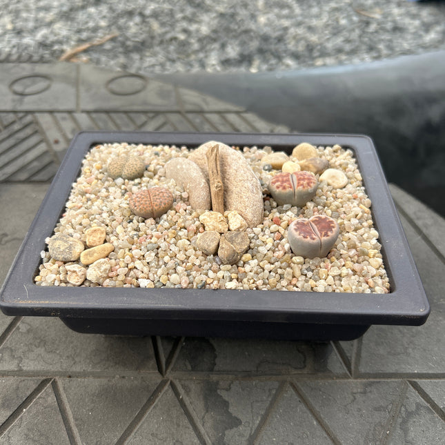 Composición de Lithops