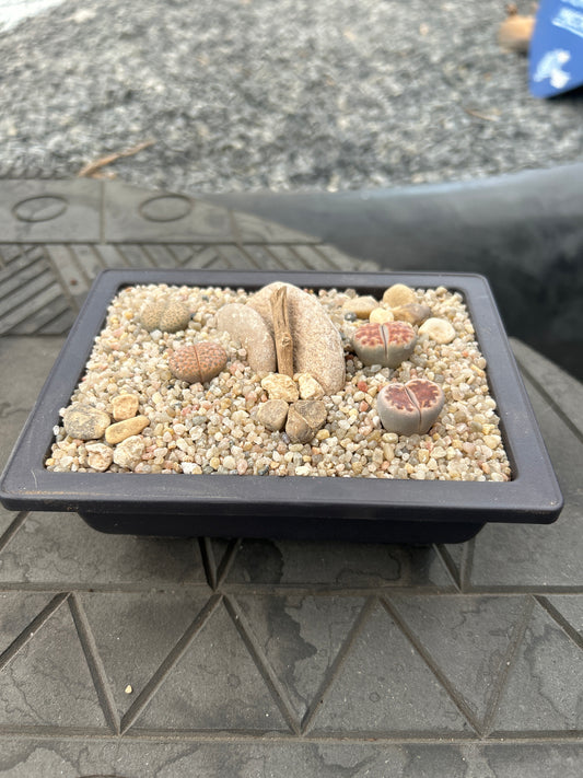 Zusammensetzung von Lithops