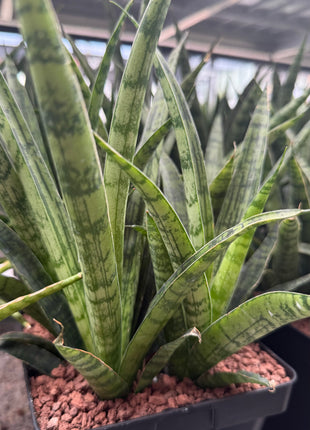 Dracaena ‘Silver Steel’