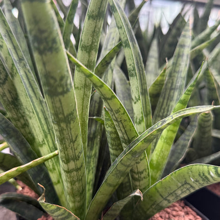 Dracaena ‘Silver Steel’