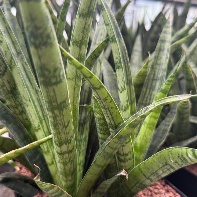 Dracaena ‘Silver Steel’