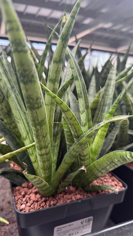 Dracaena ‘Silver Steel’