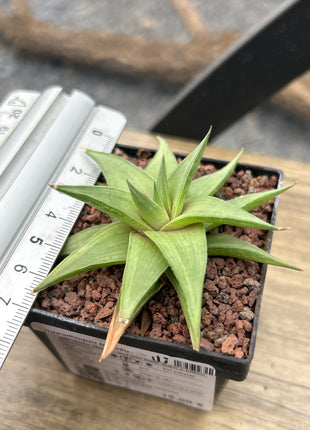 Haworthiopsis limifolia var. ubomboensis