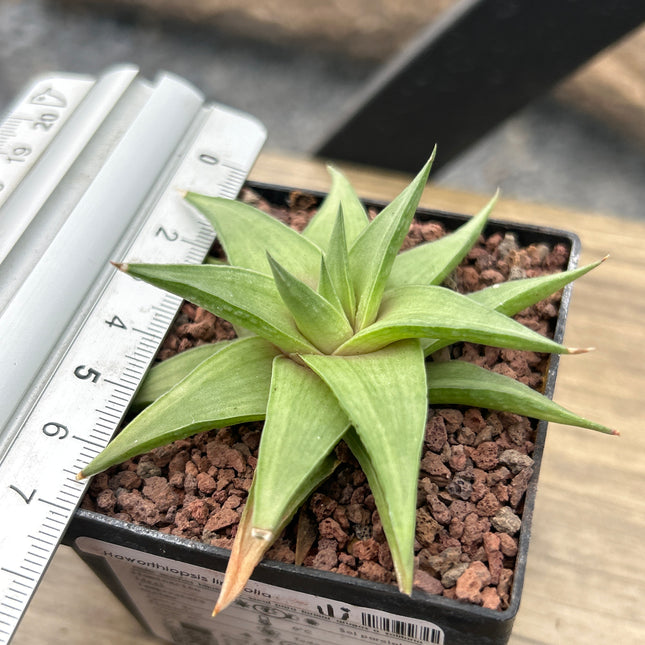 Haworthiopsis limifolia var. ubomboensis