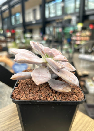 Quetzalcoatlia superba (Ex. Graptopetalum superbum)