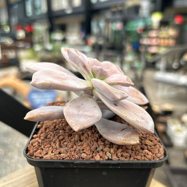 Quetzalcoatlia superba (Ex. Graptopetalum superbum)