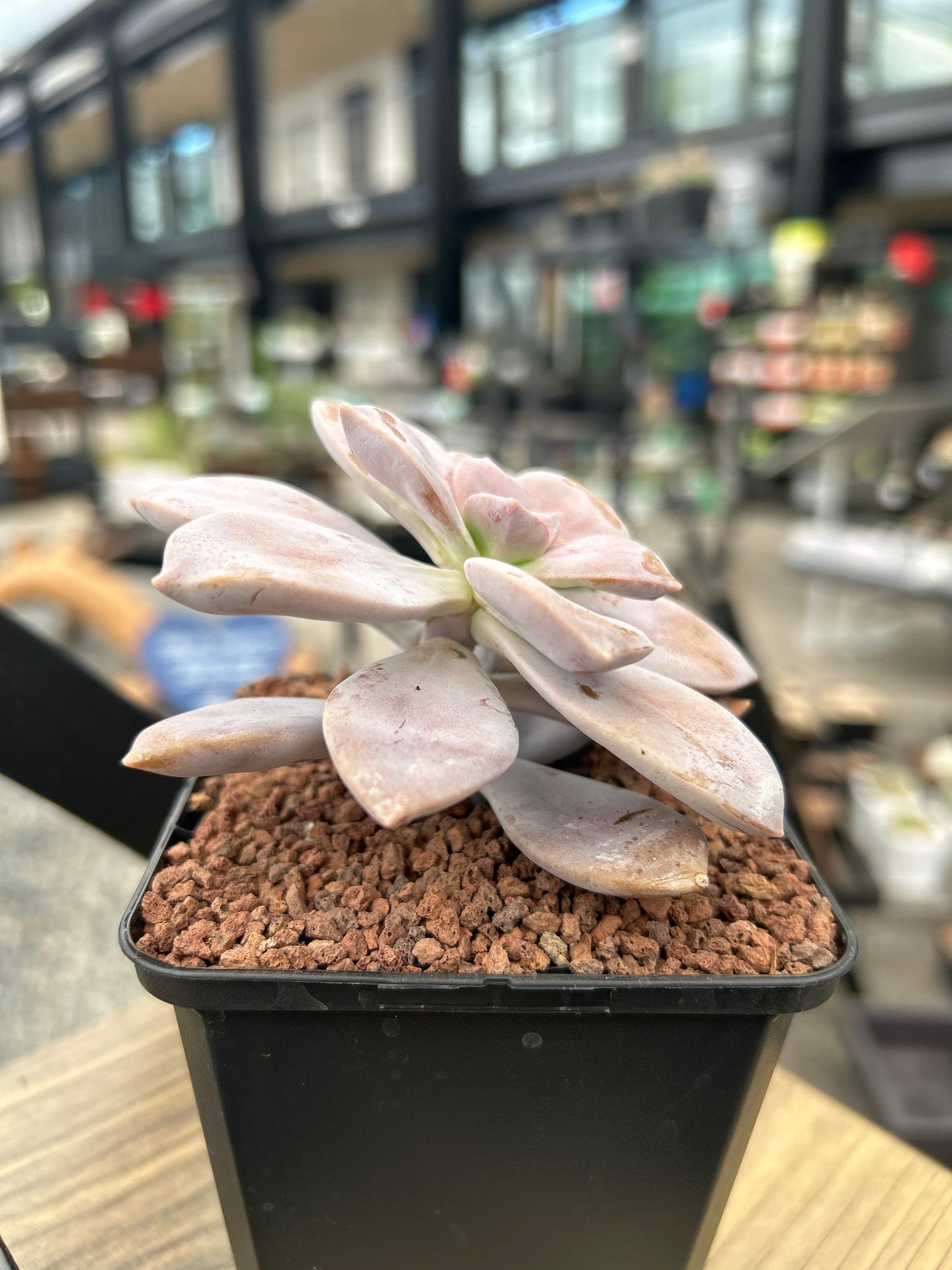 Graptopetalum superbum