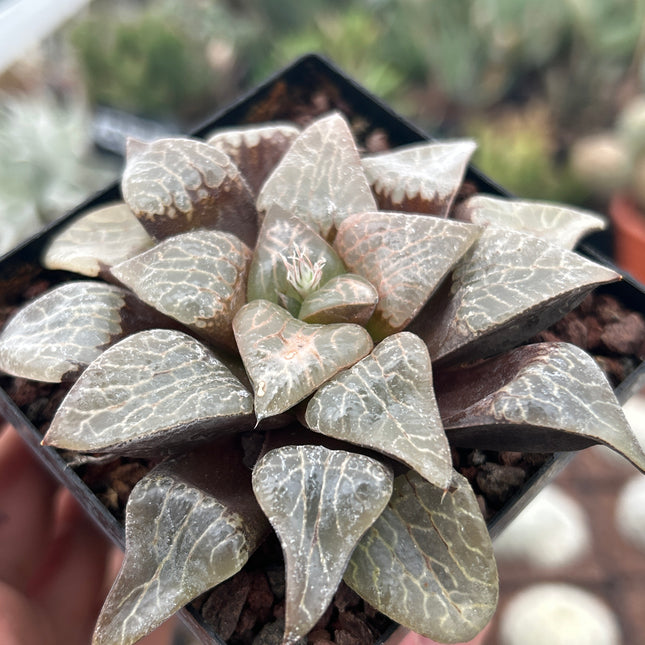 Haworthia „Natalie“