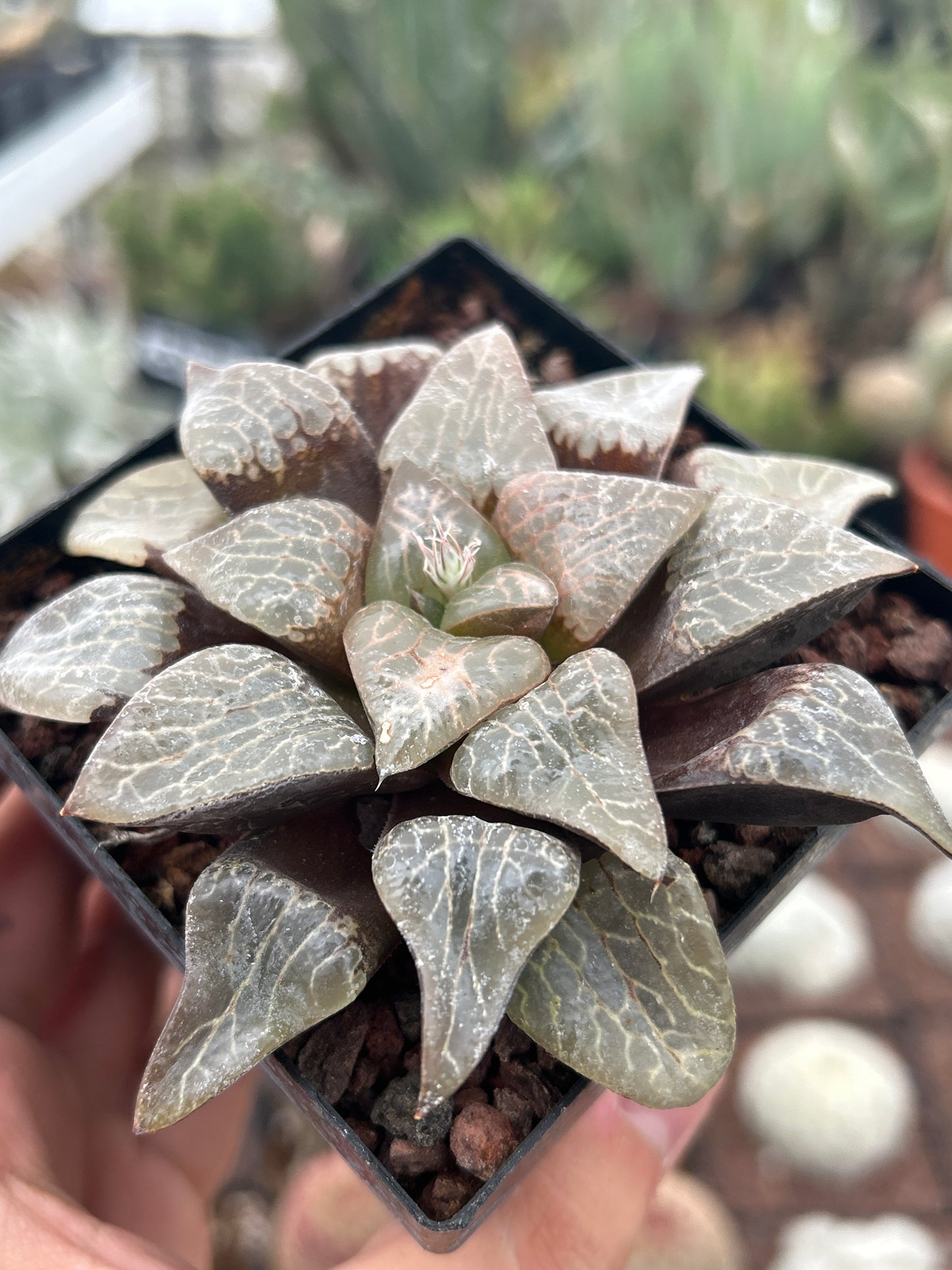 Haworthia 'Natalie'