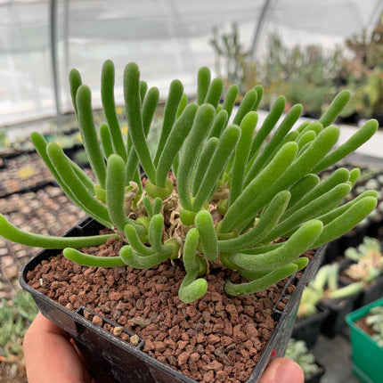 Monilaria moniliformis