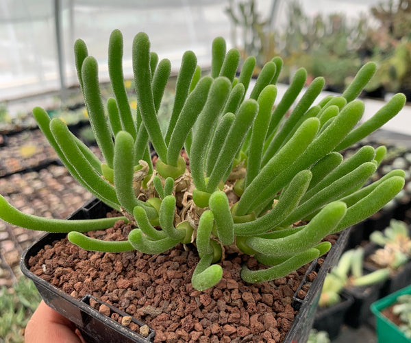 monilaria succulent Monilaria moniliformis – DesertSTORE.es