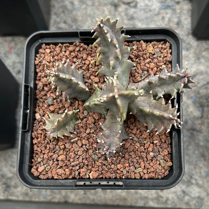 Huernia macrocarpa