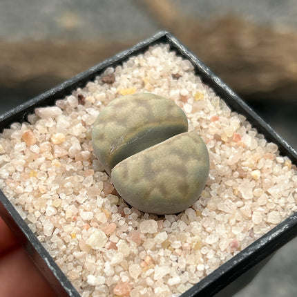 Lithop karasmontana var. Opalin