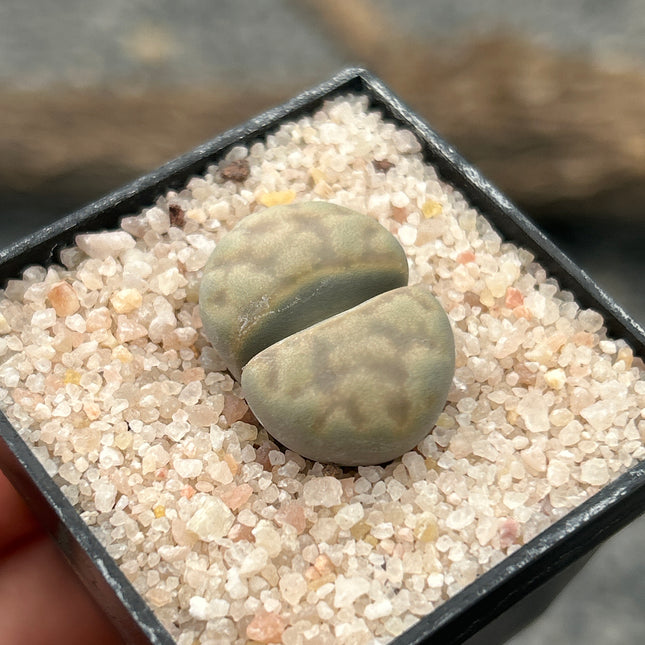 Lithop karasmontana var. Opalin