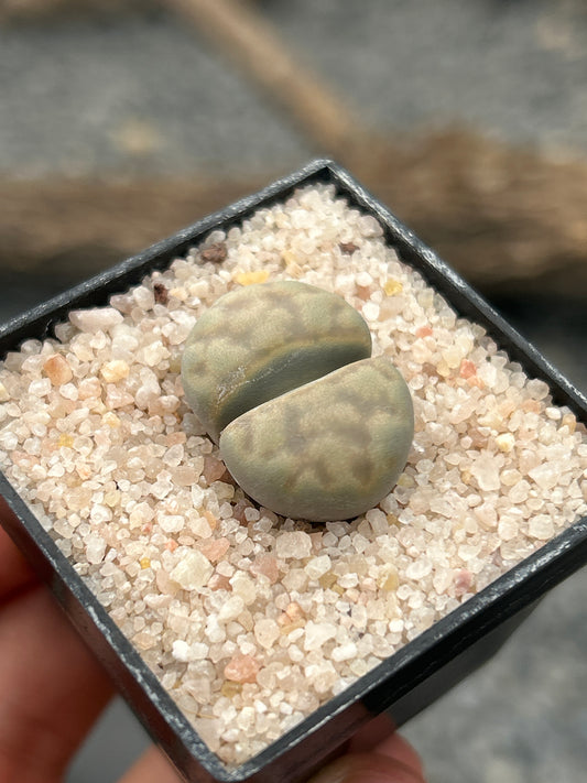 Lithop karasmontana var. opalina