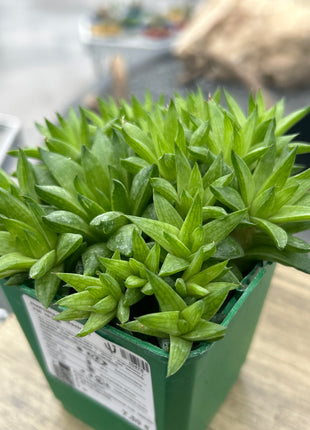 Haworthia batesiana var. reddii