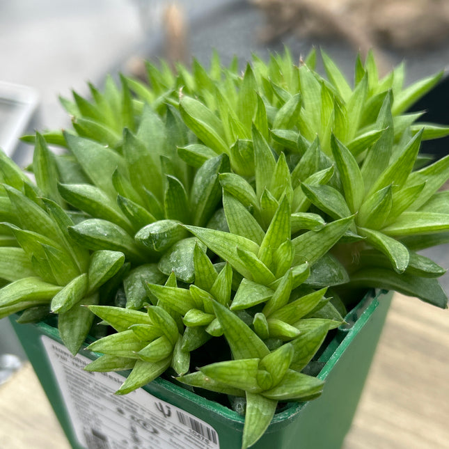 Haworthia batesiana var. reddii