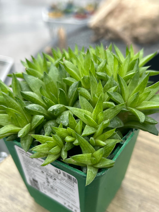 Haworthia batesiana var. reddii