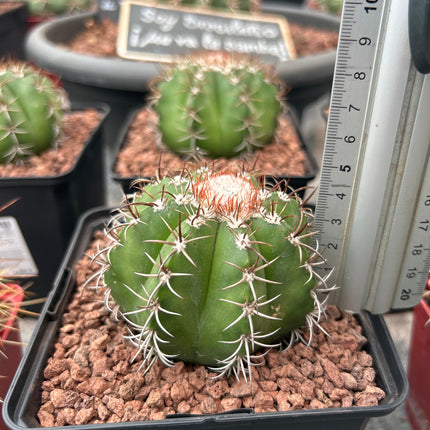 Melocactus matanus
