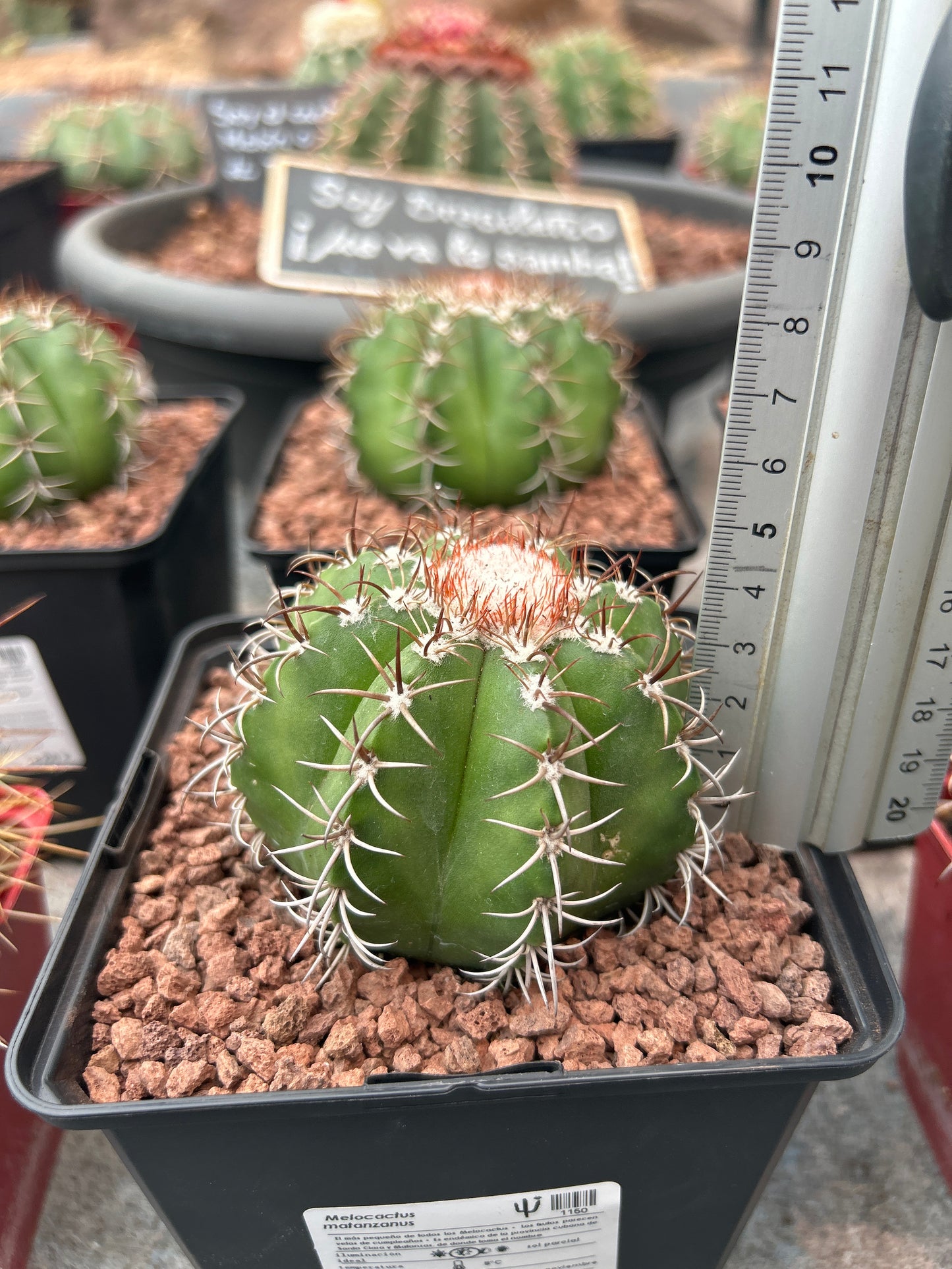 Melocactus matanus