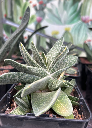 Gasteria baylissiana f. variegate